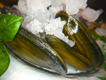 Close-up of wet leaf