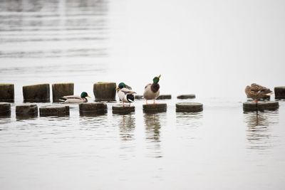 Ducks swimming in sea