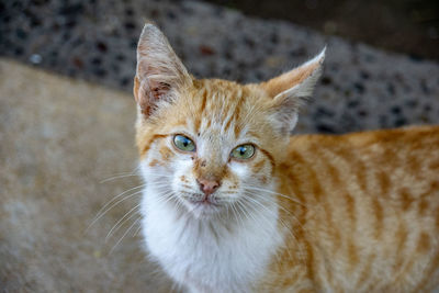 Ginger kitten cat