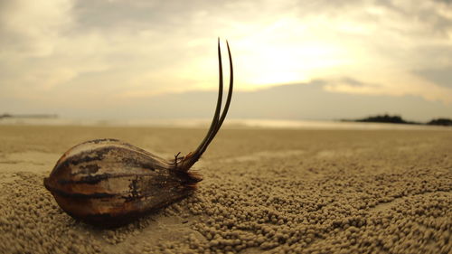 Coconut sprouting on sandy beach during sunset