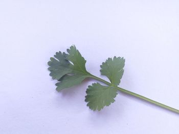 High angle view of plant against white background