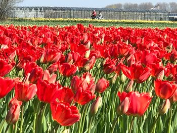 High angle view of red tulips blooming on field