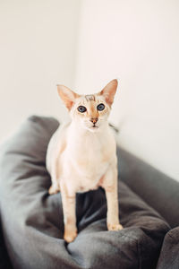 Portrait of cat sitting on sofa at home