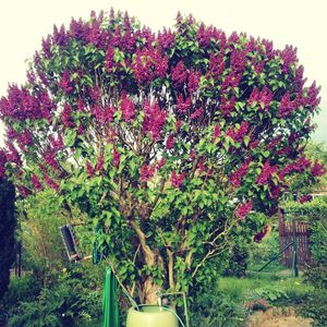 Pink flowers growing on tree