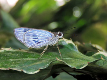 Close-up of butterfly on leaf