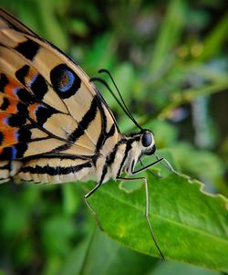 Close-up of butterfly