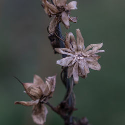 Close-up of wilted flower