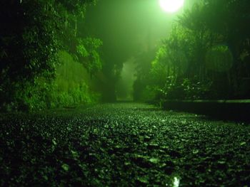 Trees growing in park at night