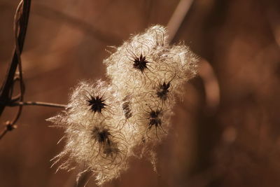 Close-up of dandelion