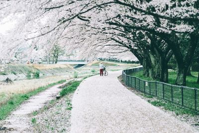 Person standing on footpath by cherry trees