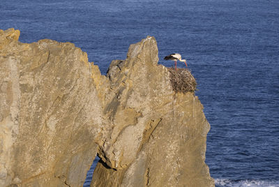 Scenic view of white stork in cliffs against sky and sea