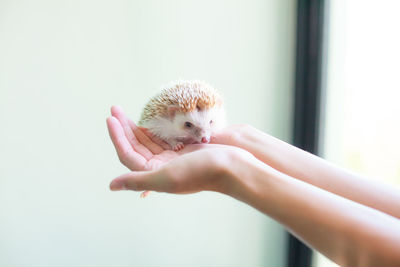 Midsection of person holding hands against white wall