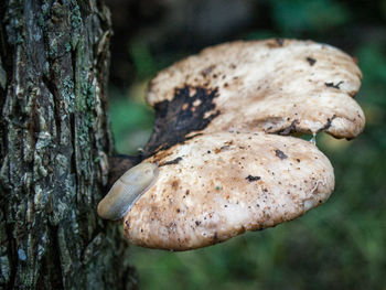 Close-up of mushrooms growing on tree trunk