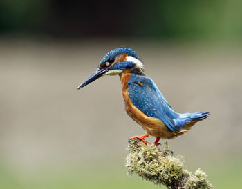 Male kingfisher on a mossy perch