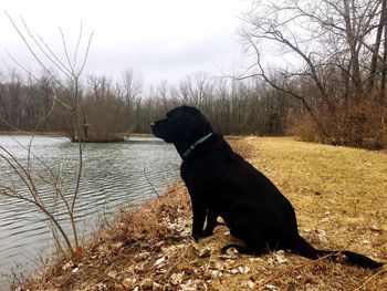 Black dog sitting on bare tree against sky