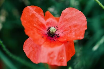 Close-up of red poppy flower