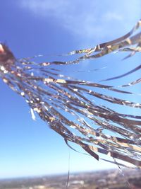 Close-up of frozen plant against sky