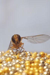 Close-up of insect on table against white background