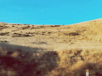 Scenic view of field against clear blue sky
