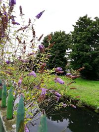 Close-up of flowers on tree against sky