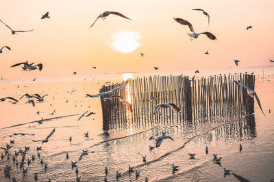 Seagulls flying over sea against sky during sunset