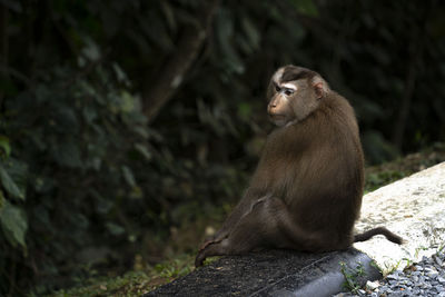 Close-up of monkey