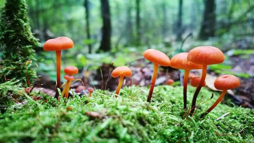 Close-up of mushroom growing on field