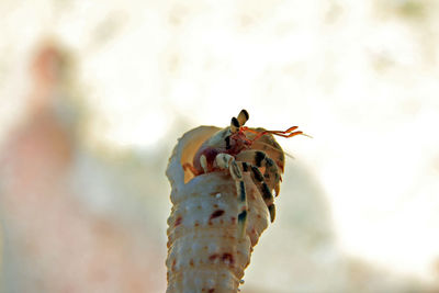 Close-up of bird perching on wall