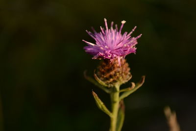 Close-up of thistle blooming outdoors