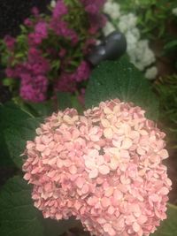 Close-up of pink flowers