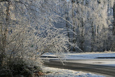 View of frozen bare trees in forest