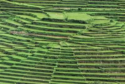 Full frame shot of rice paddy in flores