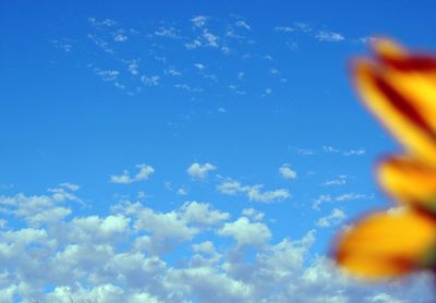 Low angle view of trees against blue sky