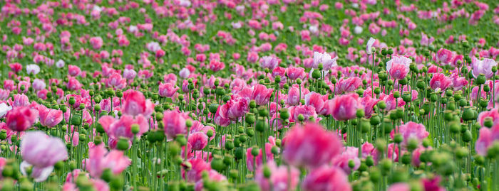 Close-up of pink flowers on field