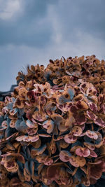 Close-up of dried leaves on plant against sky