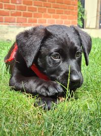 Close-up portrait of a dog