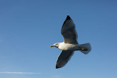 Low angle view of seagull flying against clear sky