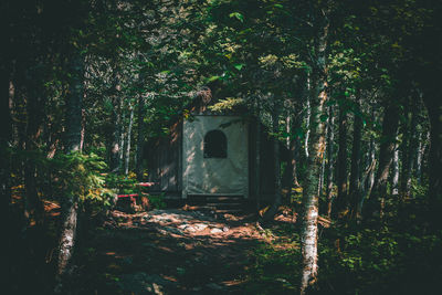 Trees in forest