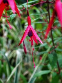 Close-up of red flowering plant