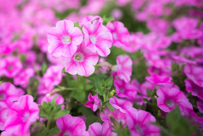 Close-up of pink flowers blooming in park