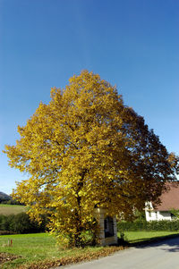 Tree on field against clear blue sky