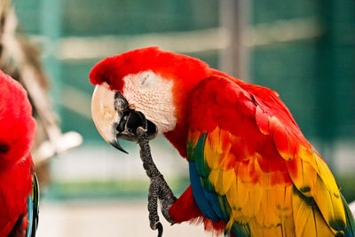 Close-up of parrot perching on branch