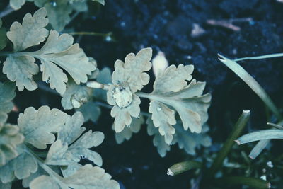 Close-up of white flowers blooming