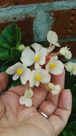 Close-up of hand holding flowers