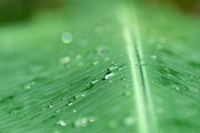 Full frame shot of wet leaves