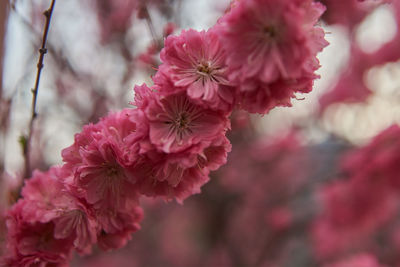 Close-up of pink cherry blossoms