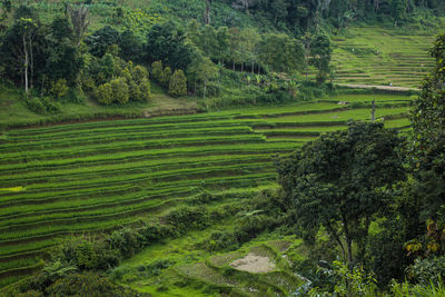 Scenic view of agricultural field