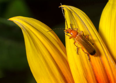 Close-up of insect on yellow flower against black background
