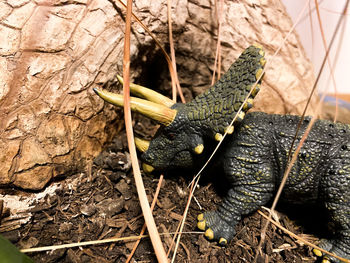 Close-up of lizard on a tree