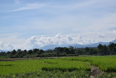 Scenic view of agricultural field against sky